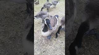 feeding the Canada geese