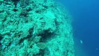 Wall Dive in Onha Okinawa Japan