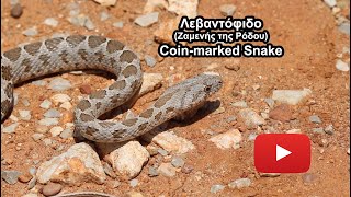 Λεβαντόφιδο (Ζαμενής της Ρόδου) - Coin-marked Snake