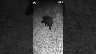 Cute Fat Hog Coming to Feeding Place/Mežaruksis