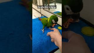 Baby pet parrot steps up for the first time | Pneuma, the Yellow Collared Macaw learns first trick!