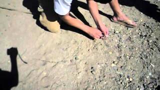 Mission Trails Granite Spiny Lizard Catching