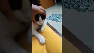 My cat have So soft #shorts #ytshorts #viral #cat #soft #trending