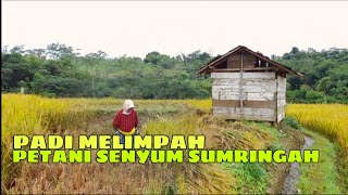 Dibawah Trik Matahari Langka Kaki Para Petani Panen Padi Untuk Kebahagiaan Keluarga