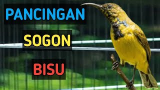 SOGON bisu langsung jadi gacor, pancingan SOGON biar mau bunyi