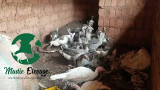 goose farming