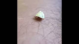 Made a new friend today morning..😄Curry-leaf Tortoise Beetle(Silana farinosa) #beetle #friends