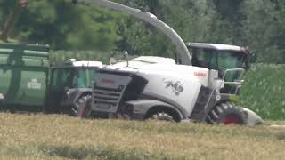 Biogasanlagen Hannes Hauptmann  Raubkatze zurück im Getreide Triticale- Claas Jaguar 970 beim