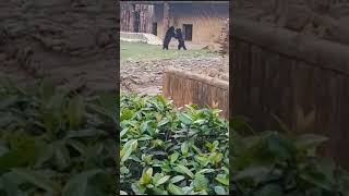 Bears Fighting  #Kolkata Zoo #Shorts