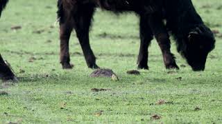 Thunberg - Schafstelze n  auf dem Darß , bitte 4k verwenden _ Vogelbeobachtung