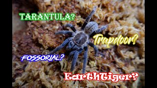 Pinaka unique na Tarantula sa buong mundo! #GEV66