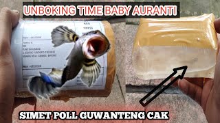 DATANG LAGI BABY AURANTI WC SUPER SIMET MARI KITA PROGRES #auranti #aurantipo #aurantimaculata