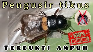 suara jangkrik pengusir tikus terbukti AMPUH