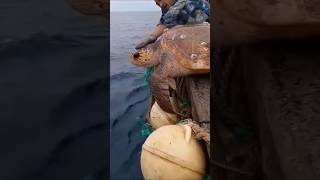 Sea Turtle Saved and Released After Barnacle Removal #shorts