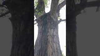 درخت کهنسال در شهر/Old tree in the city