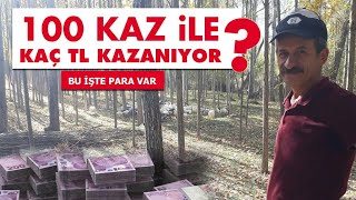 EMEKLİ OLDU YERLİ KAZ YETİŞTİRMEYE BAŞLADI #BUİSTEPARAVAR