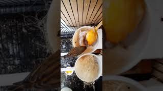 Proses menetas telur burung kenari (Canary Egg)