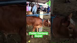 Pedet Ganteng Supeeer #sapi #shorts #pemburusapiimpian