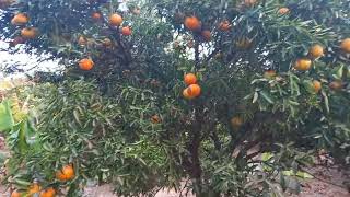 Un verger d'orange en Casamance.