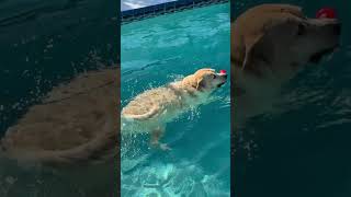 Simba swims #dog #music #simbaswims #simba #explore #happydogs #dogswiming #love #doglovers