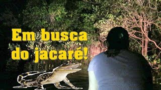 Focagem noturna de jacaré | Amazonas