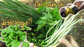 Eps. 55 Gardening || Akhirnya Berhasil Tanam Kacang Turi