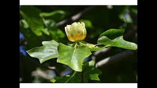 Tulípero / Tulipanero. (Liriodendron tulipifera)