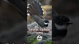 Sikatan kipasan jawa