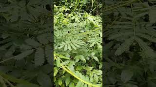 Watch the full video on my channel @chukwukebeemmanuel5784 {Sêcrët wørk of Mimosa pudica}