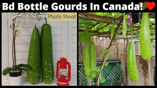 Bottle Gourd Cultivation In Canada l Bangladeshi Lau l Bottle Gourd In 2021