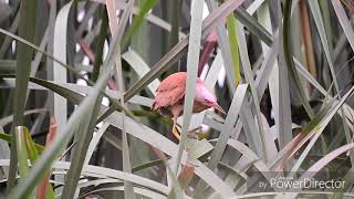 Cinnamon Bittern ♂♀