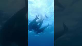 dolphins getting high on pufferfish | Animal Facts #shorts