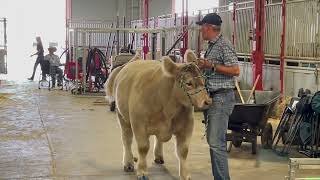 2023 ALGARY STAMPEDE COWS   - -   2023 CALGARY STAMPEDE VACAS