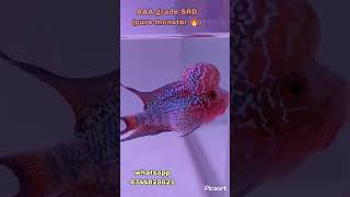 AAA grade SRD ❣️ for sale | WhatsApp 9344828621 | #flowerhorn #fish #fishtank #aquarius