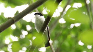 Ein Halsbandschnäpper mit Ruf, Gesang, Ficedula albicollis, collared flycatcher _ Vogelbeobachtung