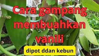 cara gampang sistim gantung setresing membuahkan vanili