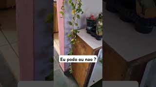 Eu podo essa plantinha ou ?#shortsviral