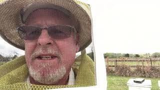 All About The Buzzin - Bee Yard Inspection