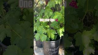 Propagating Grapes From Cuttings, One Year Update