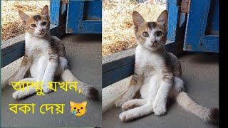 Funny Cat Videos: Laugh Guaranteed! | cute funny & sad cat videos | Cute kitty meow 