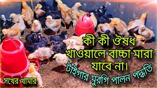 প্রথম ভ্যাকসিন করার পর কি কি ঔষধ খাওয়ালে টাইগার মুরগির বাচ্চা মারা যাবে না? | শখের খামার।