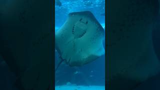 Giant grouper in a giant aquarium #oceanpark #giant #grouper #aquarium #foryou #fish #amazing