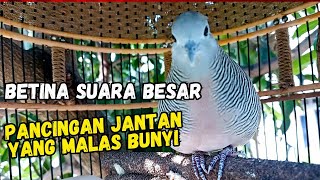 Perkutut Lokal Gacor - Betina Suara Besar, Cocok Buat Pancingan Jantan Yang malas bunyi