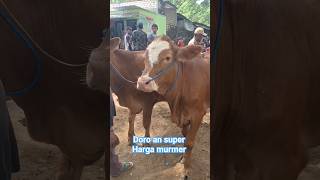 Doro an superr pasar sapi jatirogo #sapi #jualsapi #sapibetina