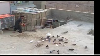 36 Kabootaro ki Khulat New Pigeons Training.