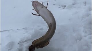 Cusk fishing ice fishing Moosehead Lake