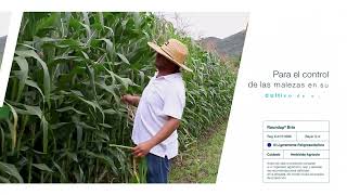 Roundup® Brio es el mejor aliado de los agricultores en Roldanillo | Agro Bayer Colombia