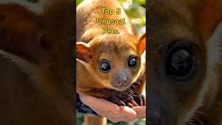 Top 5 Unusual Pets #shorts #pets #unusualpets