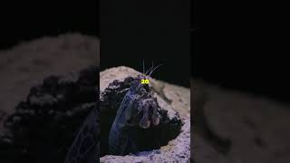 Mind Blowing Facts About Mantis Shrimp