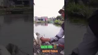 GACOR JUGA ‼️ MANCING POJOKAN